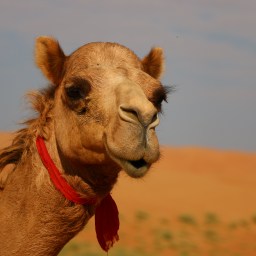 Von Wüsten und Wadis.