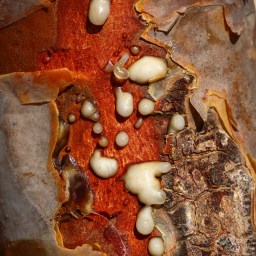 Provinz Dhofar – Weihrauch, Palmen und Meer